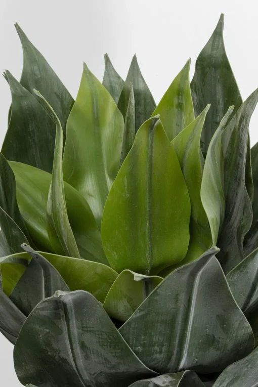 KARE Deko Pflanze Agave 120cm Hot