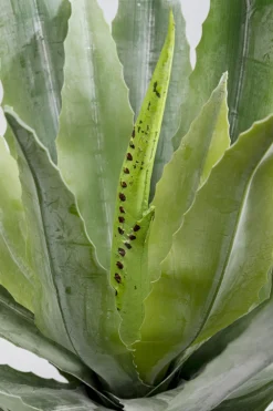 KARE Deko Pflanze Agave 40cm New