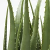 KARE Deko Pflanze Aloe 69cm Discount
