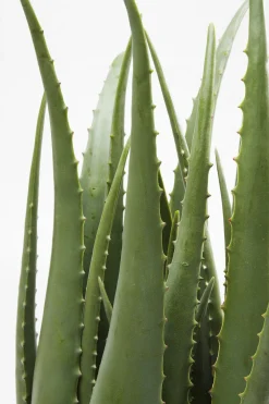 KARE Deko Pflanze Aloe 69cm Discount