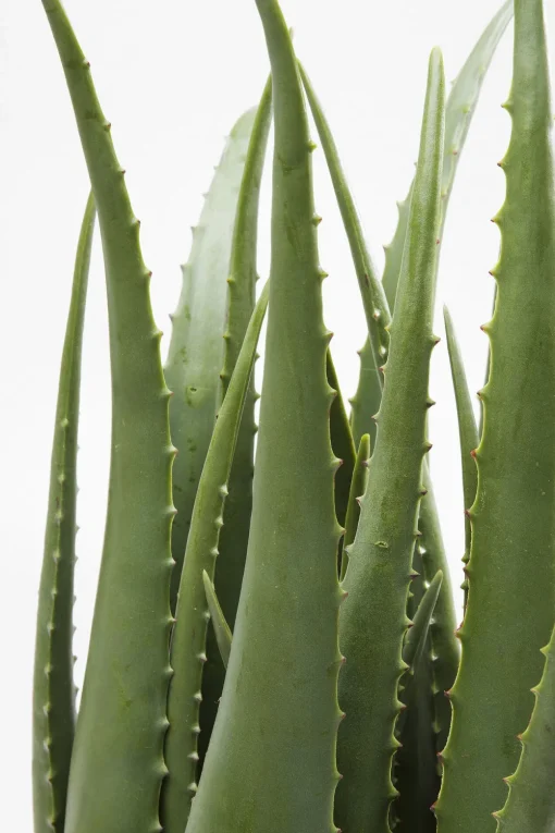 KARE Deko Pflanze Aloe 69cm Discount