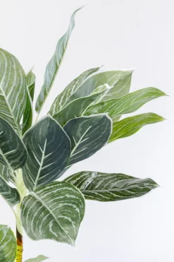 KARE Deko Pflanze Calathea 140cm Online