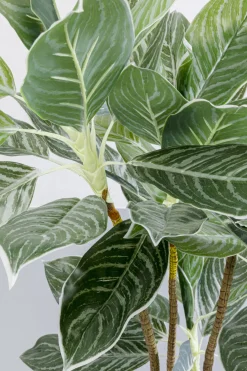 KARE Deko Pflanze Calathea 140cm Online
