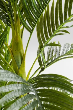 KARE Deko Pflanze Palm Tree 190cm Outlet
